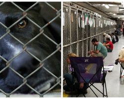 Over 100 Volunteers Show Up At Shelter To Comfort Scared Shelter Dogs During Fireworks