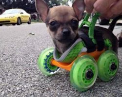 Two-Legged Tiniest Chihuahua Puppy Loves To Race Around On His Wheels