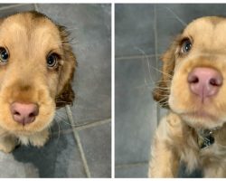 Winnie the cocker spaniel has won the internet’s hearts with her gorgeous eyes