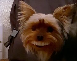 Yorkie Steals Dad’s Fake Teeth Off Table, Struts Around Flashing Toothy Grin