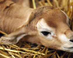 Zoo Celebrates Birth of Critically Endangered Baby Gazelle