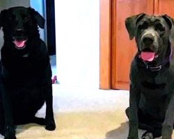 Dog Finds His Dream Job At Local Post Office As Their “Official Stamp Licker”