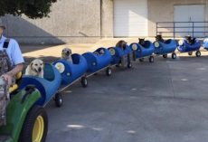 80-Year-Old Retired Man Builds Dog Train To Take Rescued Stray Dogs On Adventure