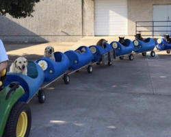 80-Year-Old Retired Man Builds Dog Train To Take Rescued Stray Dogs On Adventure