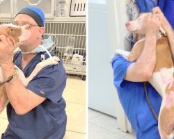 Dog With Severe Burns Miraculously Saved By Vet, Their Reunion Will Tear You Up