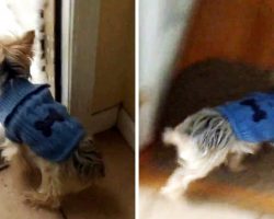 Dog Gets Dressed To Go Outside, Hilariously Chickens Out When She Sees The Snow