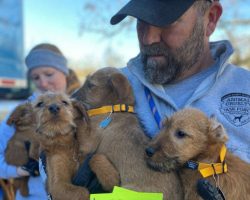 42 Dogs, Puppies Rescued by Humane Society from ‘One of the Worst Breeders in the Country’