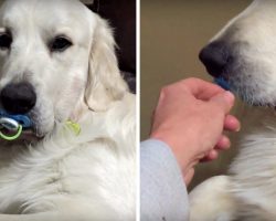 Dog Refuses To Give Up Pacifier