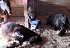 Woman Took A Nap In The Barn, But The Horse Is In The Focus Of Attention