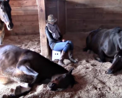 Woman Took A Nap In The Barn, But The Horse Is In The Focus Of Attention