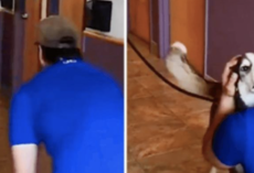 Dog Whines With Joy Seeing Owner After 3 Years