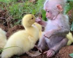 Baby Monkey Helps Dad Take Care Of Ducklings As If They Were His Family