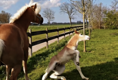 Haflinger Foal Tries To Play With His Mom With All His Energy