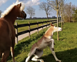 Haflinger Foal Tries To Play With His Mom With All His Energy