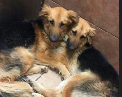 Two Dogs Form An Unbreakable Bond, And The Shelter Takes A Viral Picture That Helps Them Be Adopted