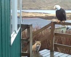 Adorable Video Shows Bald Eagles, Wild Fox And Cats Hang Out On The Porch In Alaska