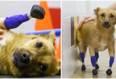 Amputee Rescue Dog Gets Second Chance After Being Given Prosthetic Paws