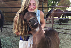 Baby Horse Smiles While Being Pet