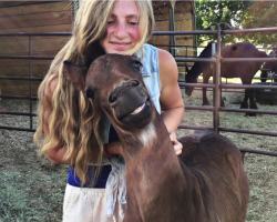 Baby Horse Smiles While Being Pet