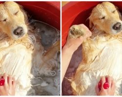 Golden Retriever Slips Into State Of Zen While Owner Bathes Him