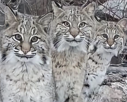 Drone Captures Unique Moment Of 3 Bobcats Cooling Off On Frozen River