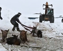 Brave Farmers Rescue Eleven Frantic Horses From Icy Water