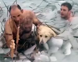 Police Officers Swim Through Frozen Reservoir To Rescue Dog