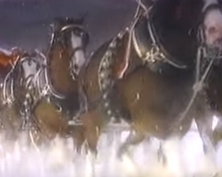 This Christmas Clip Featuring The Clydesdales Is One For The Season