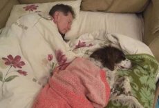 Dad Spends Nights Downstairs & Sleeps On Sofa With Senior Dog To Keep Him Company
