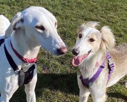 Deaf Shelter Dog and His Loyal Companion Finally Find a Home Together