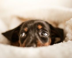 Understanding Noise Phobia in Dogs and 7 Ways to Help Them Overcome It