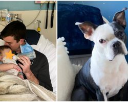 Heroic Dog Saves Baby’s Life After She Stopped Breathing in the Middle of the Night