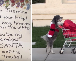 Santa Claus Needed A Little Help, Dog Volunteers And Saves Christmas