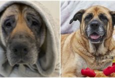 Emaciated dog found ditched on side of road last Christmas now has a loving forever home