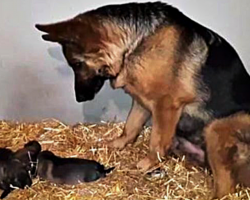 German Shepherd Mother Gets Fascinated By Her Newborn Puppies