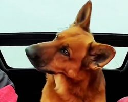 German Shepherd Understands Everything His Dad Tells Him