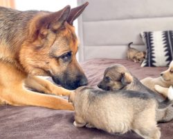 German Shepherd Meets Puppies for the First Time