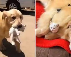 Stray Kitten and Sweet Golden Retriever Become Inseparable Friends