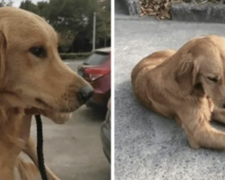 Loyal Golden Retriever Spends Two Weeks Walking More Than 60 Miles To Find Her Owners