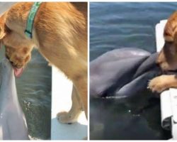 Dolphin Waits For Big Wet Doggy Kiss From His Golden Retriever Bestie