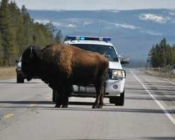 HIGHWAY TO HELL: Police Officers Clear Bison Off Road By Blasting AC/DC