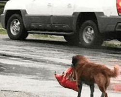 Stray Dog Carried Bundle In His Teeth And Saved A Little Human’s Life