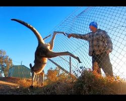 Man Rushes To Save Kangaroo Caught Up On Top Of 8 Foot Fence
