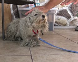 Dog’s Left Behind When Family Moves, But She Becomes Someone Else’s Princess