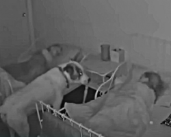 Protective Dog Makes Sure Kids Are in Bed & Asleep Every Night