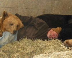 Dedicated Wildlife Guardian Takes Nap With 4 Orphaned Bears To Help Them Fall Asleep