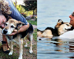 Owner Took 20 Years Old Paralyzed Dog Swimming Until He Fell Asleep In His Arms