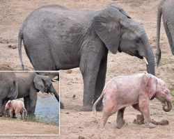 Adorable Pink Baby Elephant Found At African Wildlife Park With Its Herd Despite Its Differences