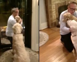 Golden Retriever Gets A Puppy Brother For Christmas, Doesn’t Hold Back