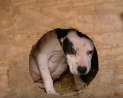 Pregnant Dog Pulled From Fighting Ring Just Before Giving Birth